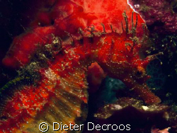 Red sea horse on red spounge by Dieter Decroos 